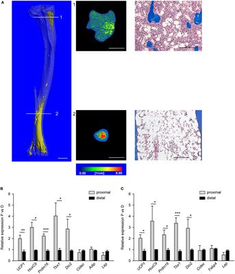 Frontiers Marrow Adipose Tissue Skeletal Location Sexual Dimorphism